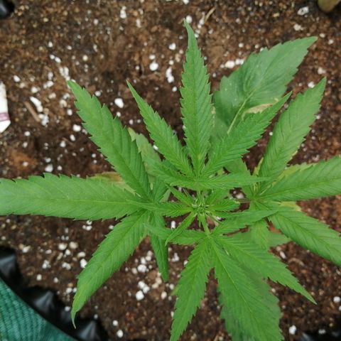 Honey Cream Fast Version growlog timeline photo