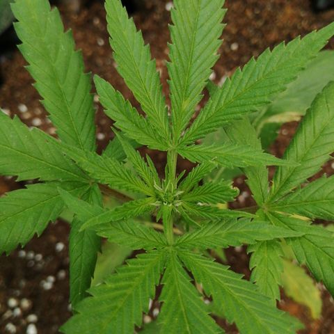 Honey Cream Fast Version growlog timeline photo