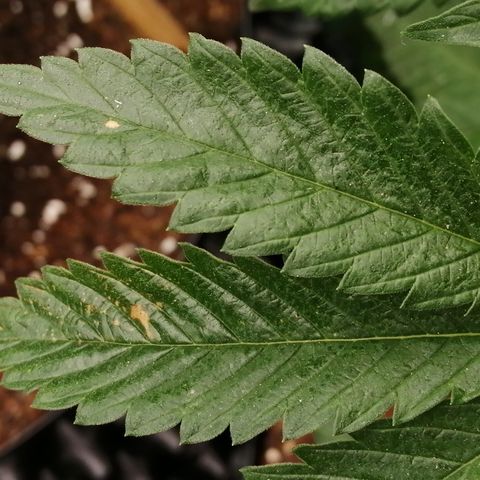 Cookies Gelato growlog photo: STILL moist/wet