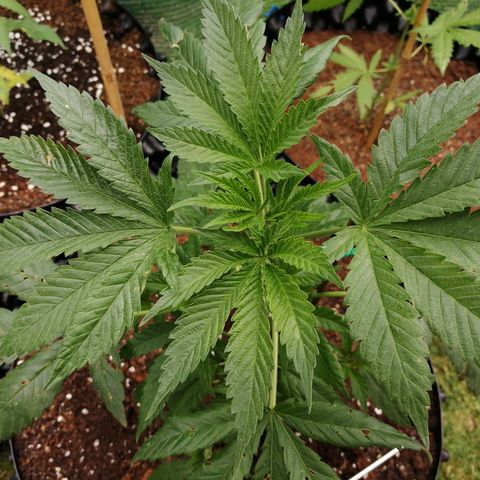 Cookies Gelato growlog photo: STILL moist/wet