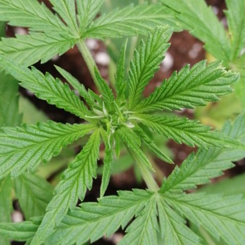 Honey Cream Fast Version growlog timeline photo