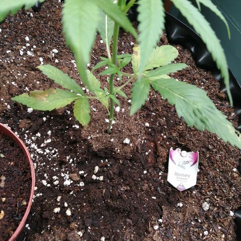 Honey Cream Fast Version growlog timeline photo