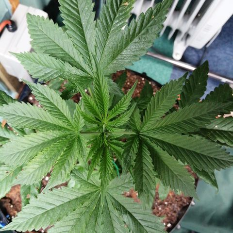 Cookies Gelato growlog timeline photo