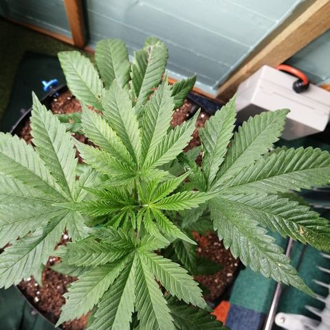 Cookies Gelato growlog timeline photo