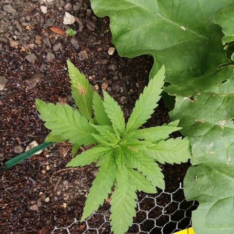 Critical growlog timeline photo