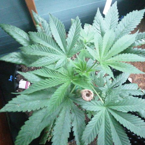 Cookies Gelato growlog timeline photo
