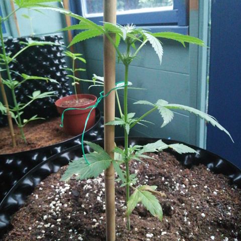 Honey Cream Fast Version growlog timeline photo