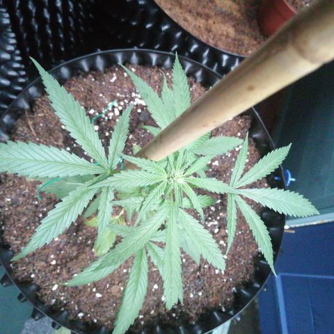 Honey Cream Fast Version growlog timeline photo