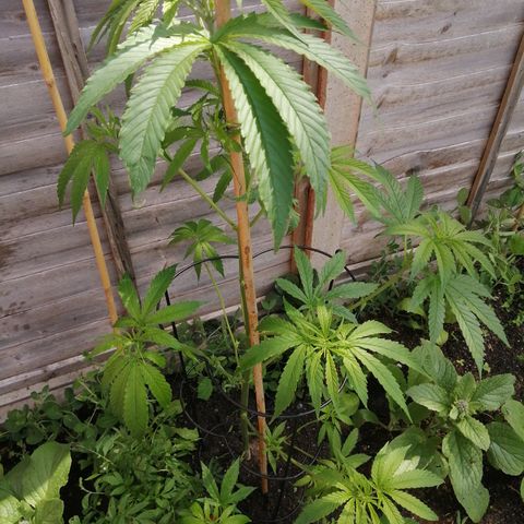 Medical Mass growlog photo: Scalped. Trimmed quite Abit