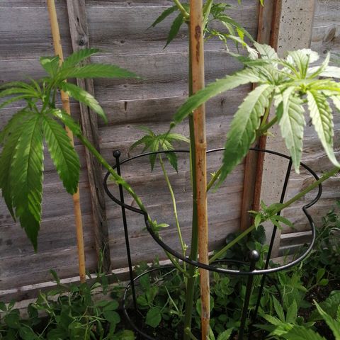 Medical Mass growlog photo: Scalped. Trimmed quite Abit