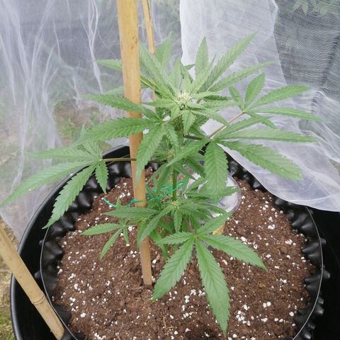 Honey Cream Fast Version growlog timeline photo