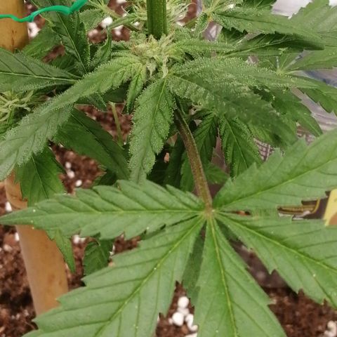 Honey Cream Fast Version growlog timeline photo