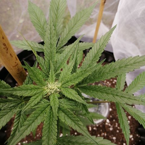 Honey Cream Fast Version growlog timeline photo