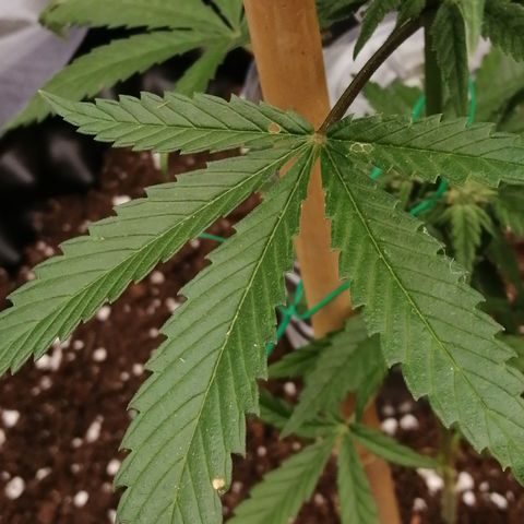 Honey Cream Fast Version growlog timeline photo