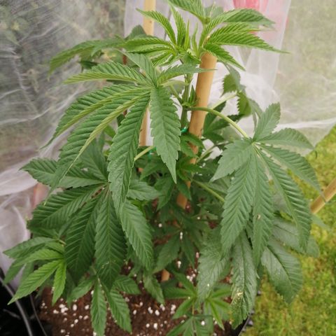 Cookies Gelato growlog timeline photo