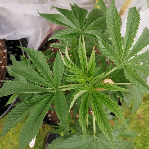 Cookies Gelato growlog timeline photo