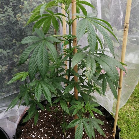 Cookies Gelato growlog timeline photo