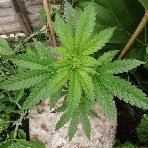 Critical growlog timeline photo