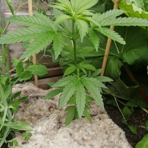 Critical growlog timeline photo