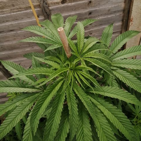 Medical Mass growlog timeline photo