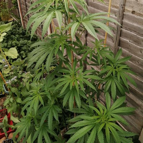 Medical Mass growlog timeline photo
