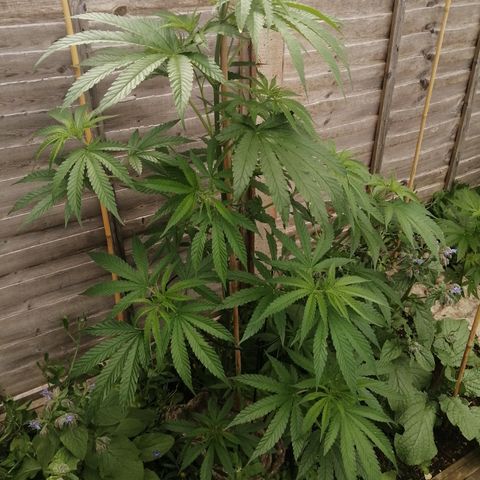 Medical Mass growlog timeline photo