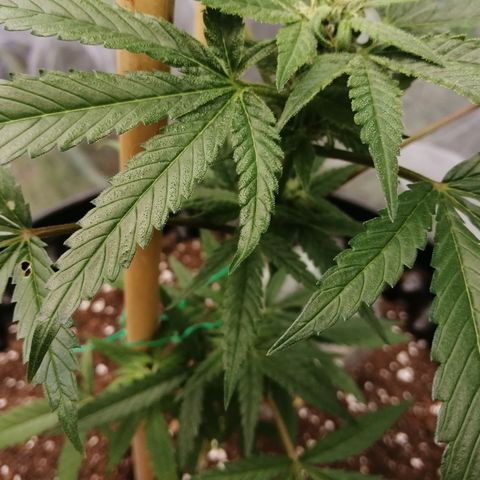 Honey Cream Fast Version growlog timeline photo
