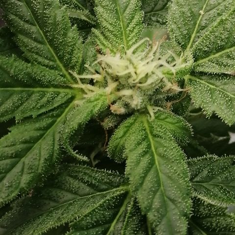 Honey Cream Fast Version growlog timeline photo