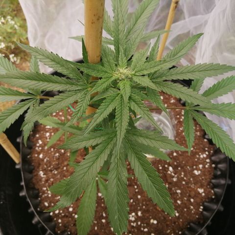 Honey Cream Fast Version growlog timeline photo