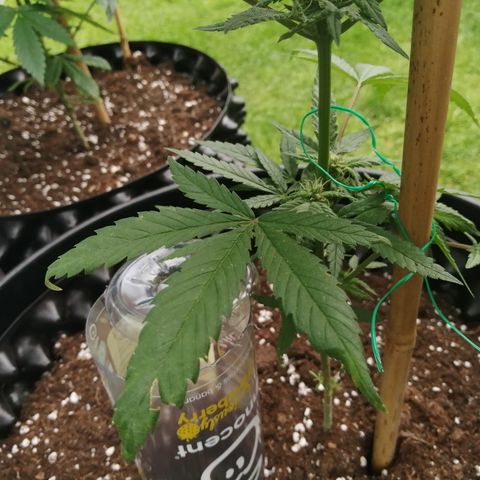 Honey Cream Fast Version growlog timeline photo