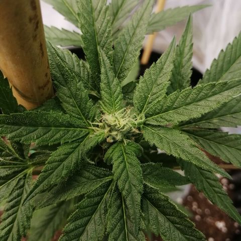 Honey Cream Fast Version growlog timeline photo