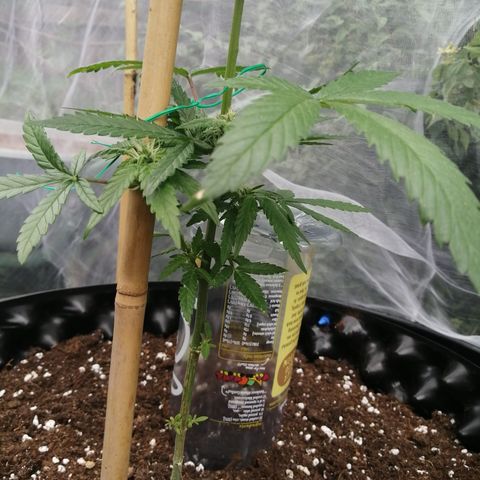 Honey Cream Fast Version growlog timeline photo