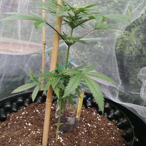 Honey Cream Fast Version growlog timeline photo