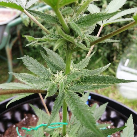 Honey Cream Fast Version growlog timeline photo