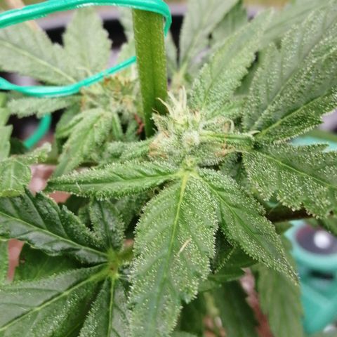 Honey Cream Fast Version growlog timeline photo