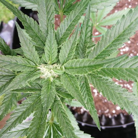 Honey Cream Fast Version growlog timeline photo