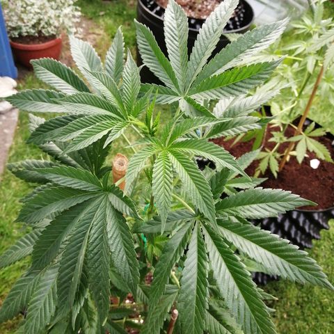 Cookies Gelato growlog photo: Some claw leaves and so pointing up