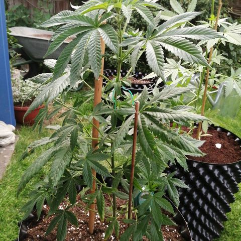 Cookies Gelato growlog photo: Some claw leaves and so pointing up