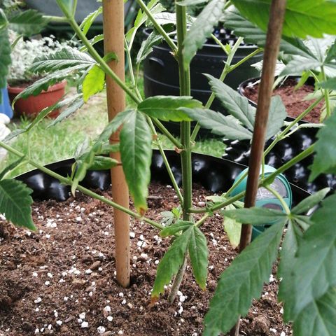 Cookies Gelato growlog photo: Some claw leaves and so pointing up