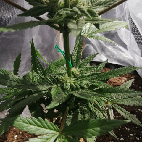 Honey Cream Fast Version growlog timeline photo