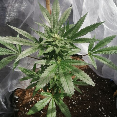Honey Cream Fast Version growlog timeline photo