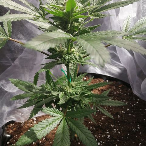 Honey Cream Fast Version growlog timeline photo
