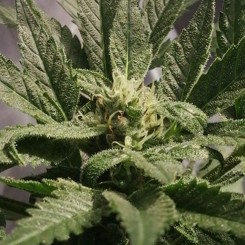Honey Cream Fast Version growlog timeline photo