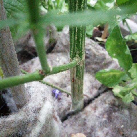 Medical Mass growlog timeline photo
