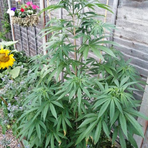 Medical Mass growlog timeline photo