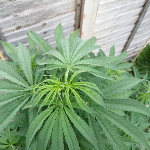 Medical Mass growlog timeline photo