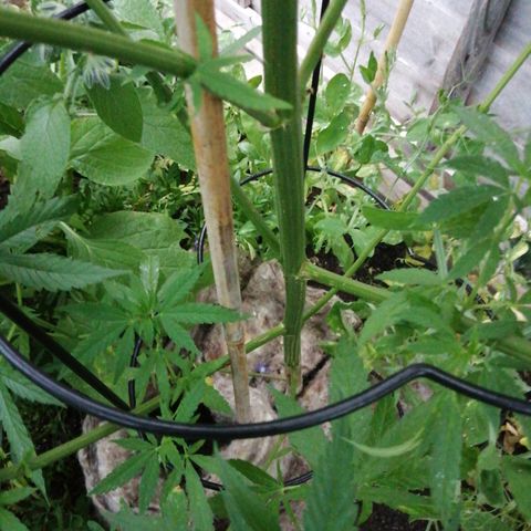 Medical Mass growlog timeline photo