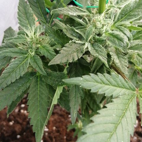 Honey Cream Fast Version growlog timeline photo