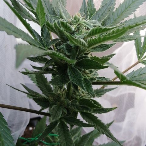 Honey Cream Fast Version growlog timeline photo