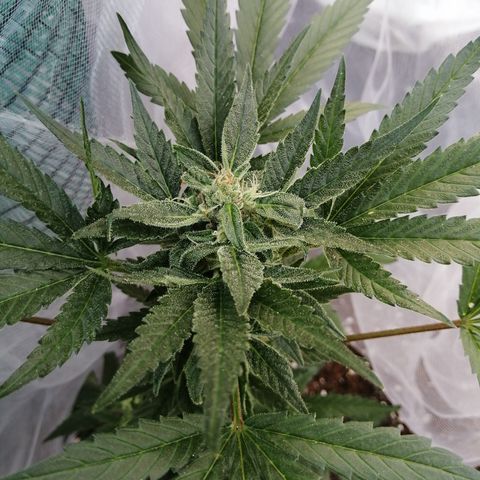 Honey Cream Fast Version growlog timeline photo